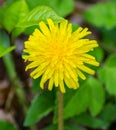 Close-up of a Common Dandelion
